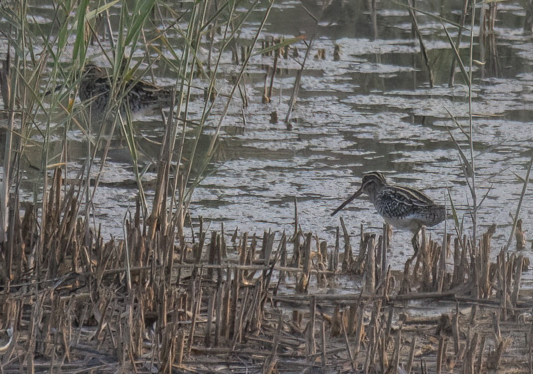 Pin-tailed Snipe - ML619044315