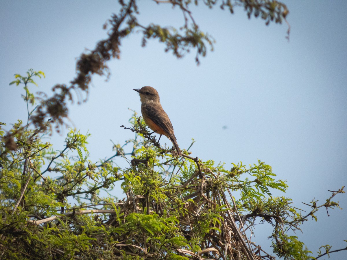 Vermilion Flycatcher - SH Bosque de Pómac SERNANP