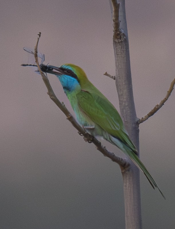 Arabian Green Bee-eater - Clément Berthelot
