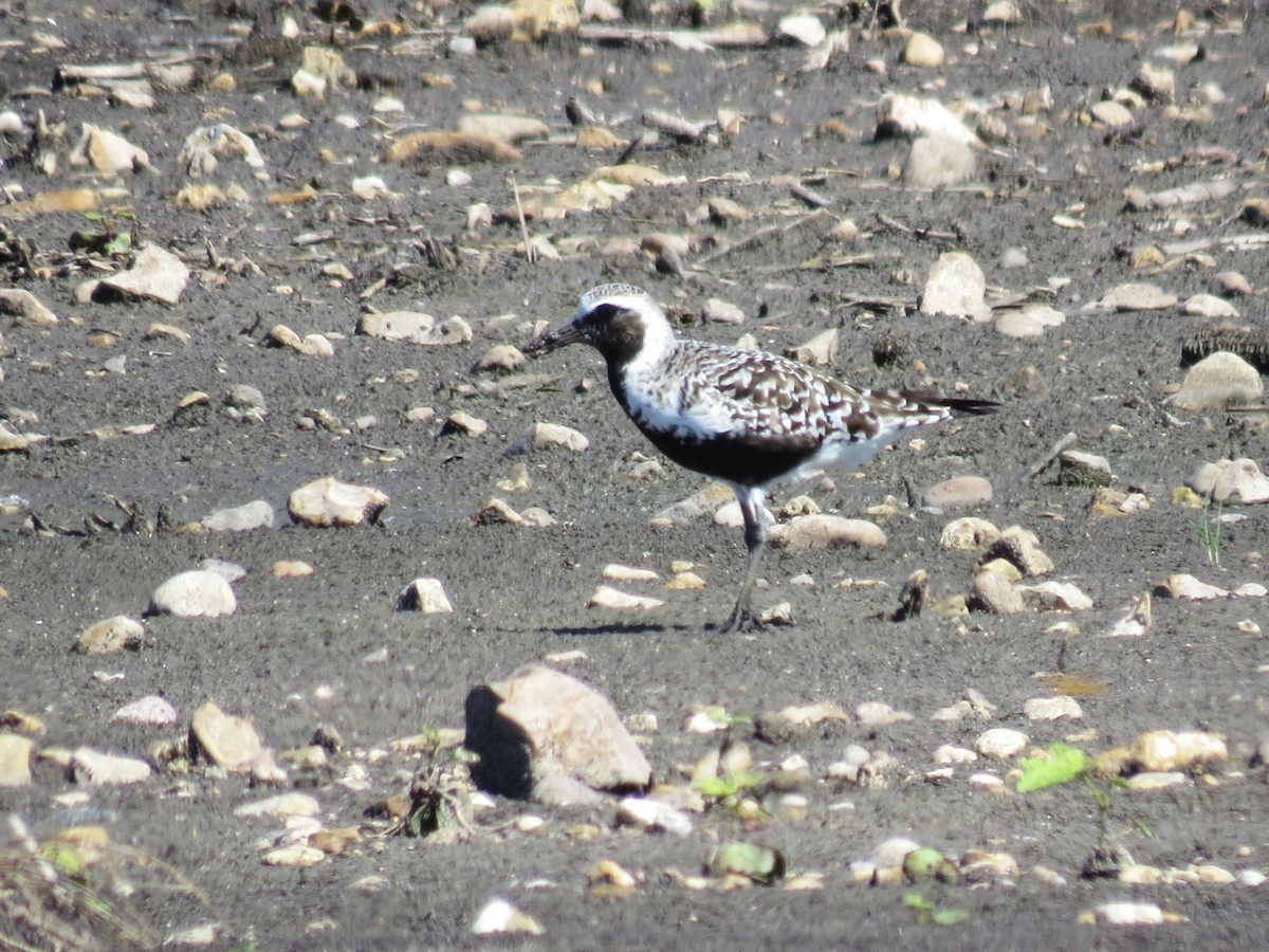 Black-bellied Plover - Timothy Fennell