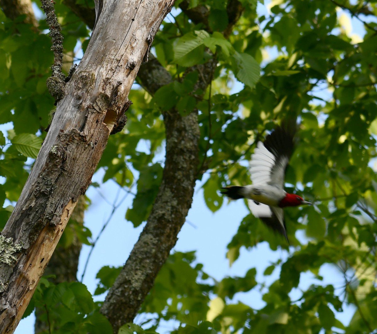 Red-headed Woodpecker - M Huston