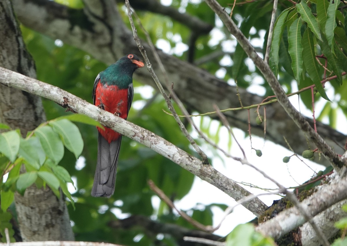 Slaty-tailed Trogon - ML619044367