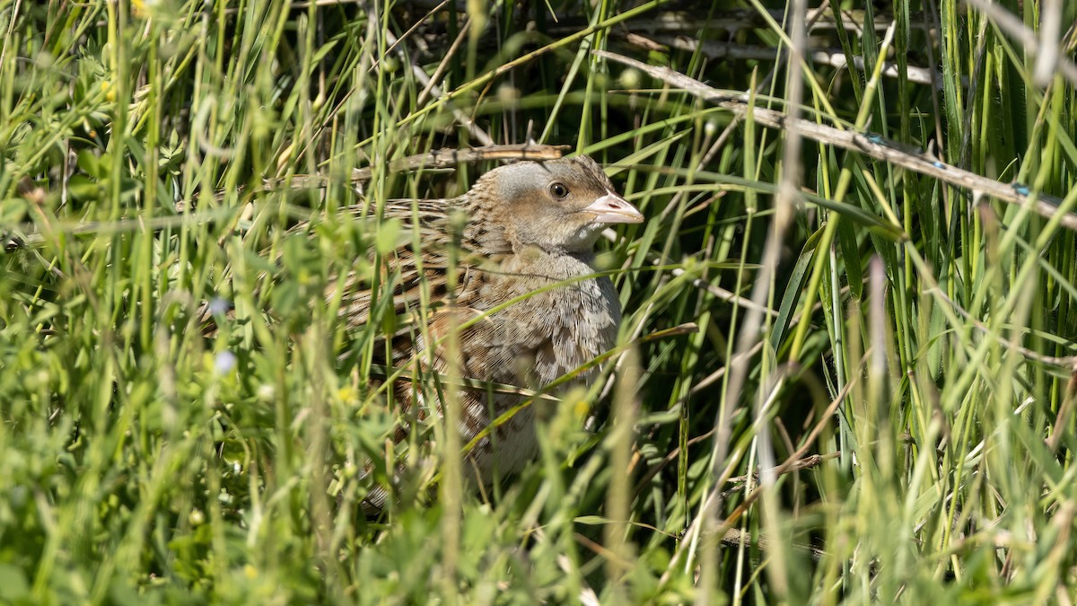 Corn Crake - Korhan Urgup