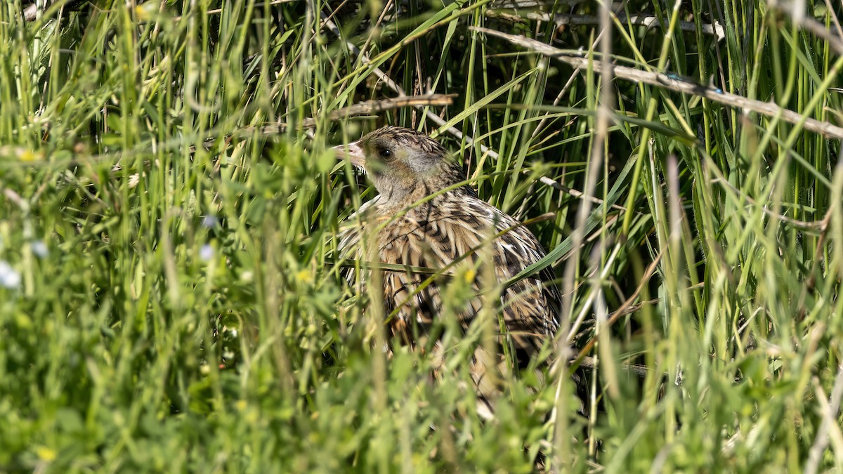 Corn Crake - ML619044370