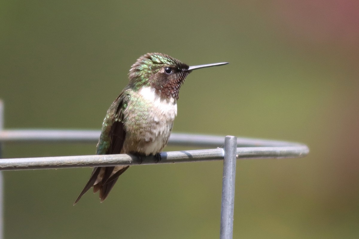 Ruby-throated Hummingbird - Margaret Viens