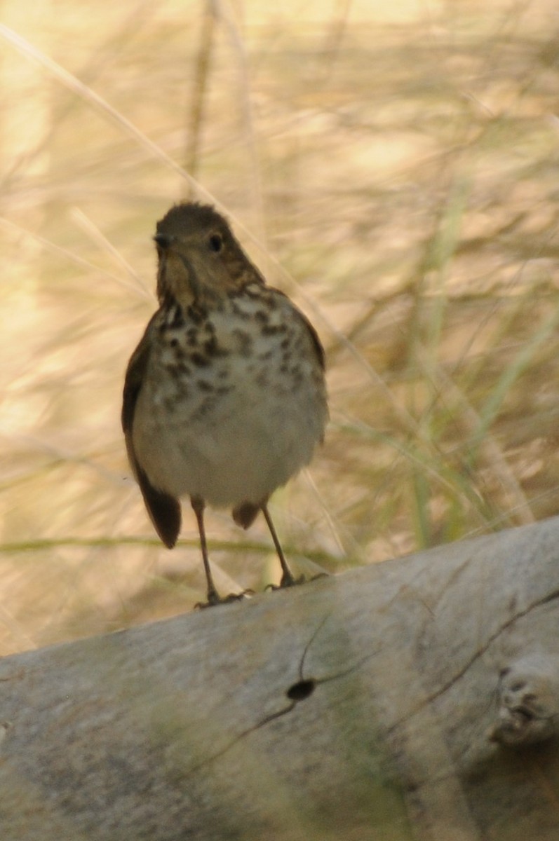 Swainson's Thrush - Debra Chatham