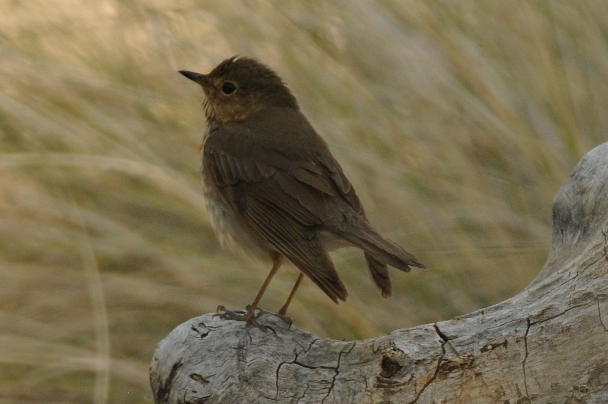 Swainson's Thrush - Debra Chatham