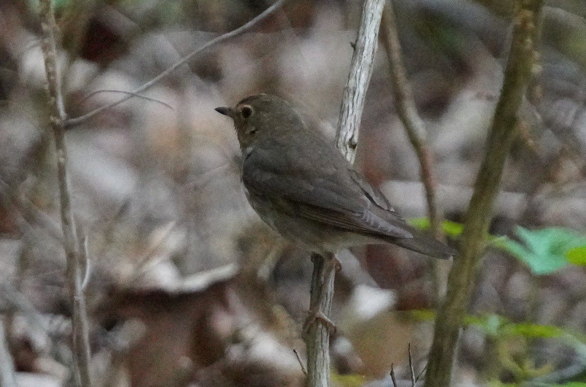 Swainson's Thrush - Dennis Mersky