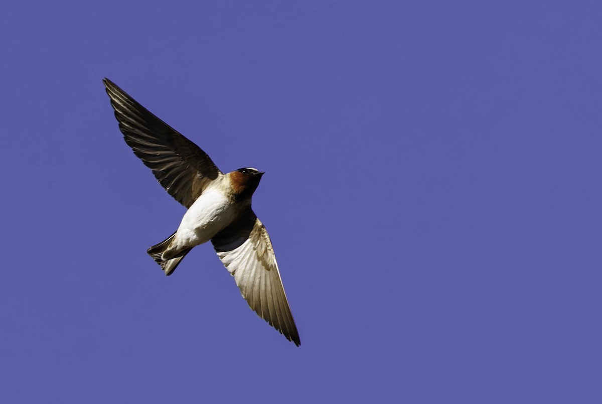 Cliff Swallow - Phil Bartley
