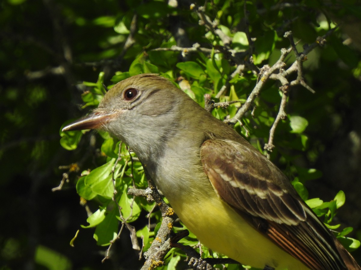 Great Crested Flycatcher - ML619044442