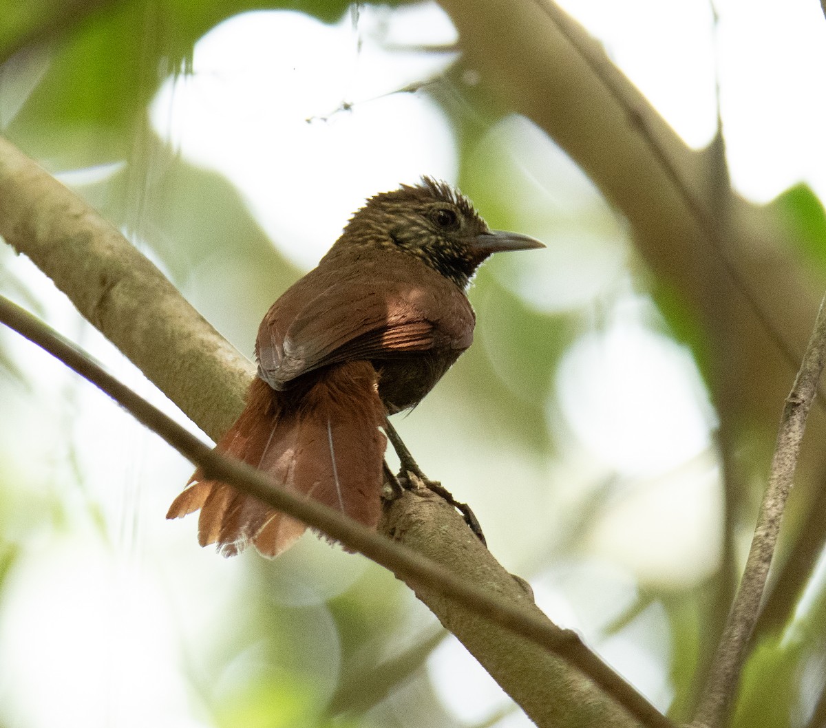 Orinoco Softtail - Luis A Rivero