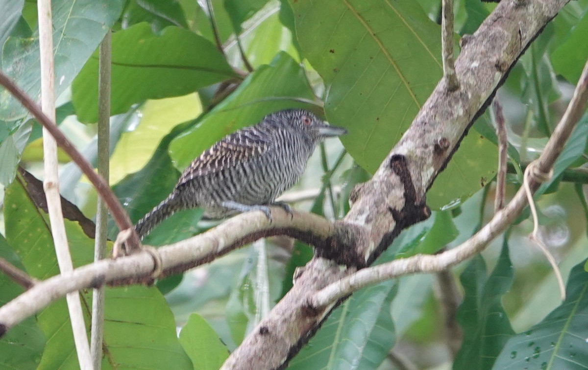 Fasciated Antshrike - ML619044462