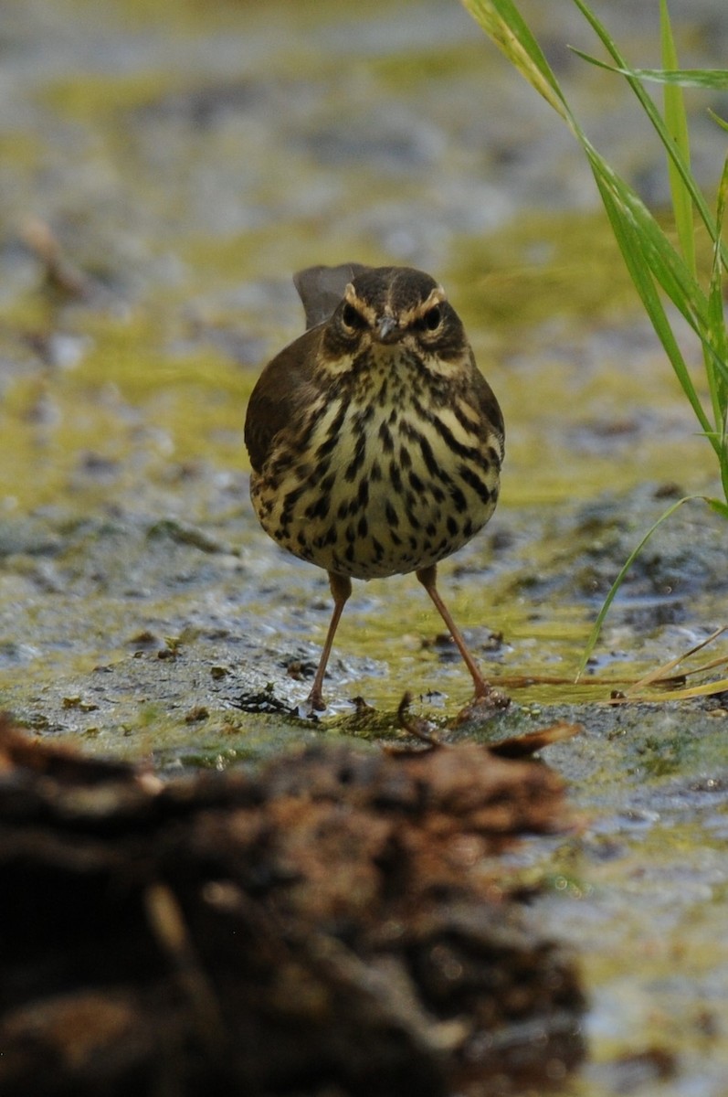 Northern Waterthrush - ML619044469