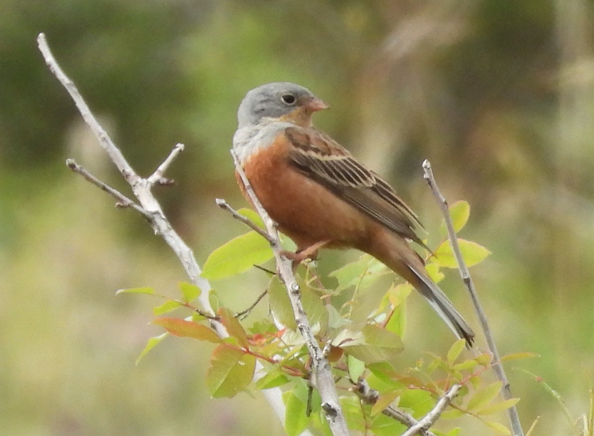 Cretzschmar's Bunting - ML619044483