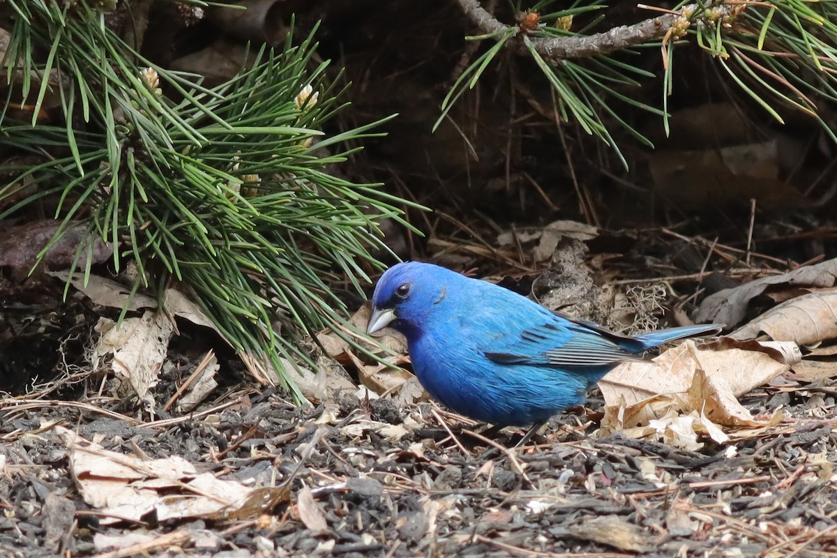 Indigo Bunting - Margaret Viens