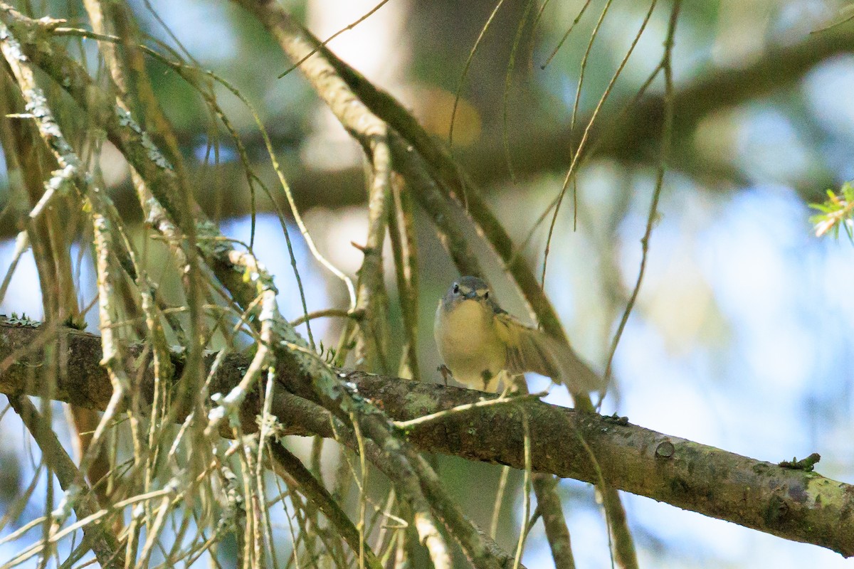 Cassin's Vireo - A Nick