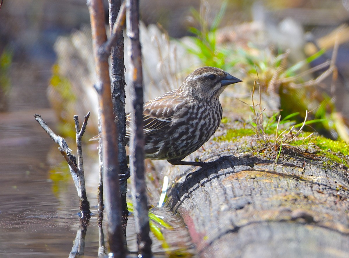 Red-winged Blackbird - ML619044506