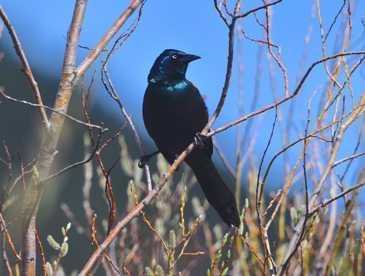 Common Grackle - D & I Fennell