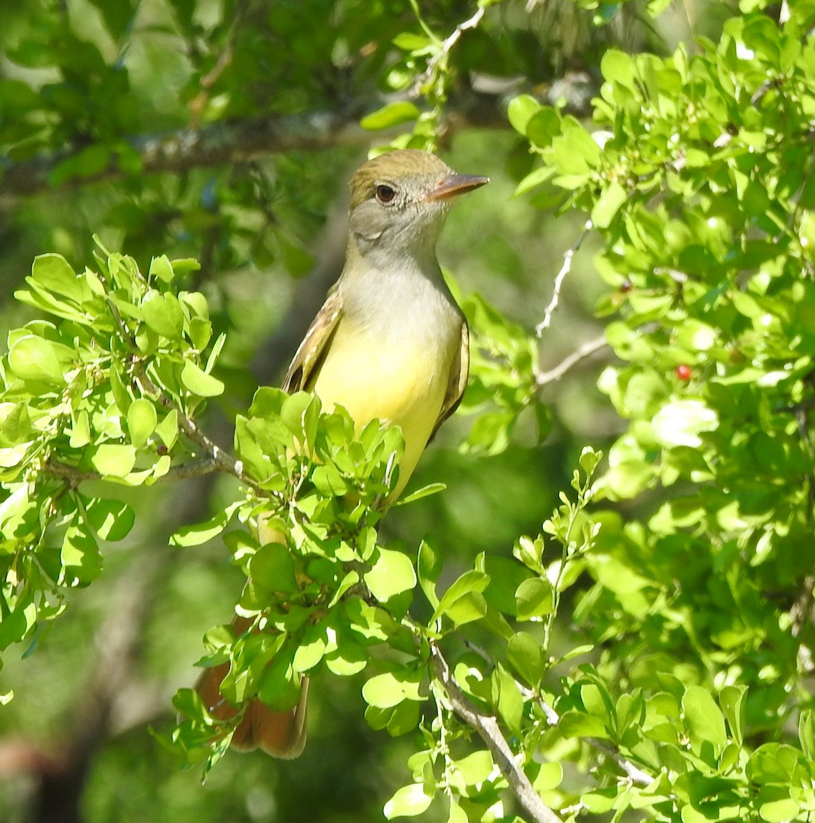 Great Crested Flycatcher - Holly Perry