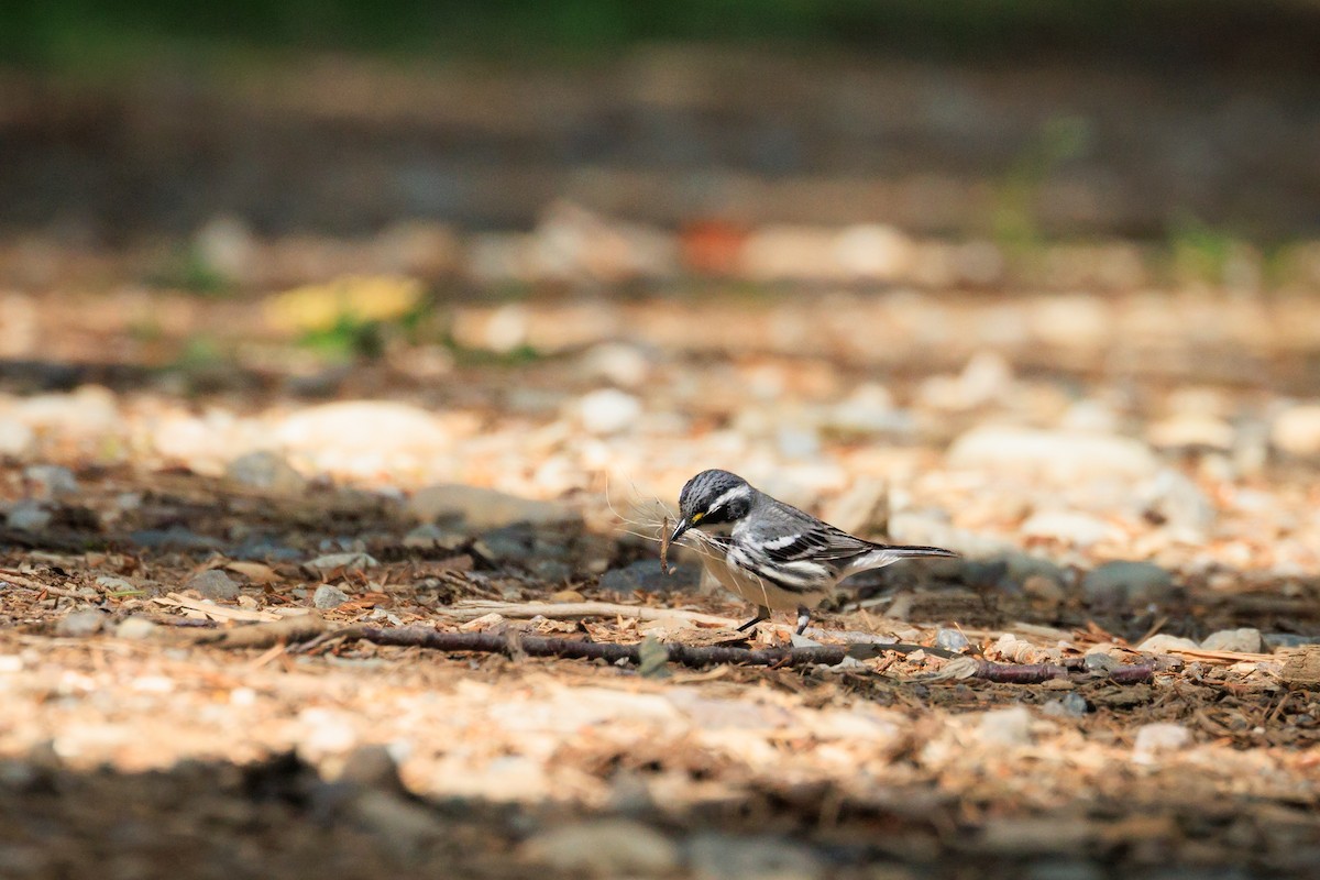 Black-throated Gray Warbler - A Nick