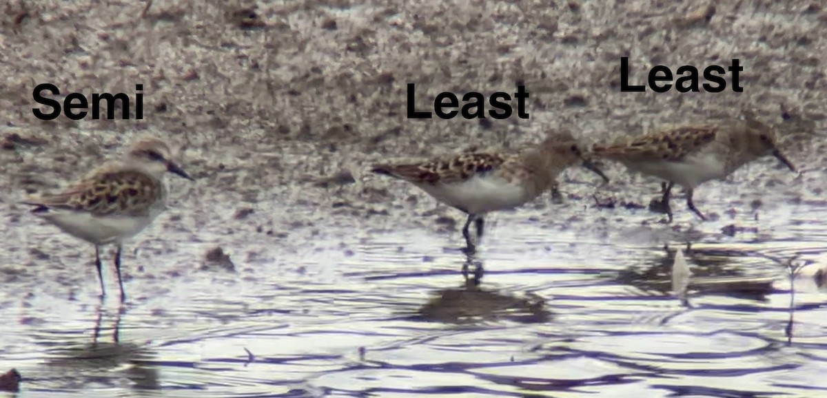 Least Sandpiper - ML619044539