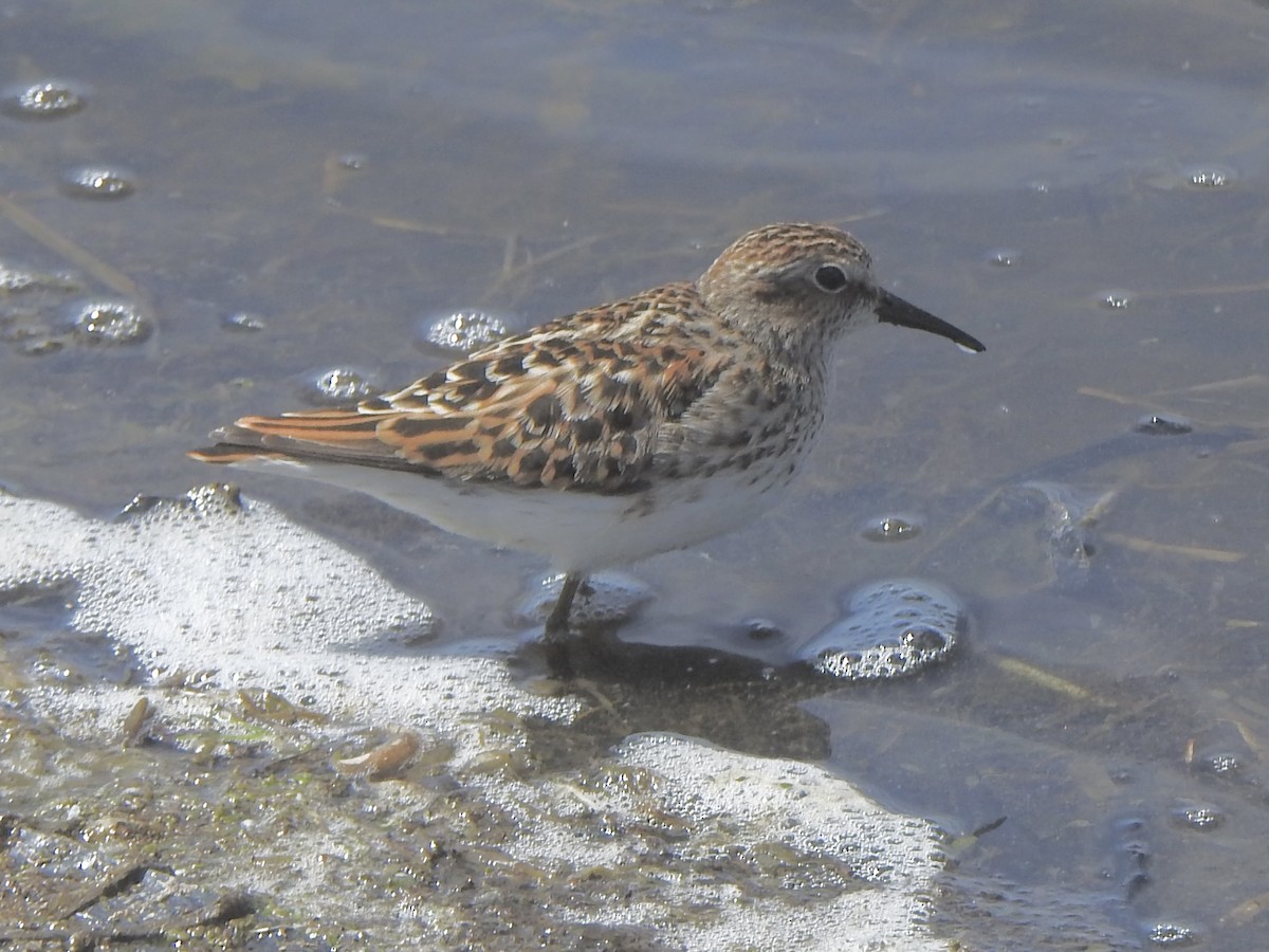 Least Sandpiper - Dan Stoker