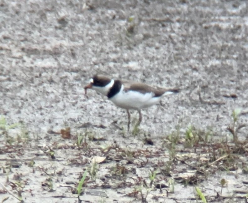 Semipalmated Plover - ML619044549