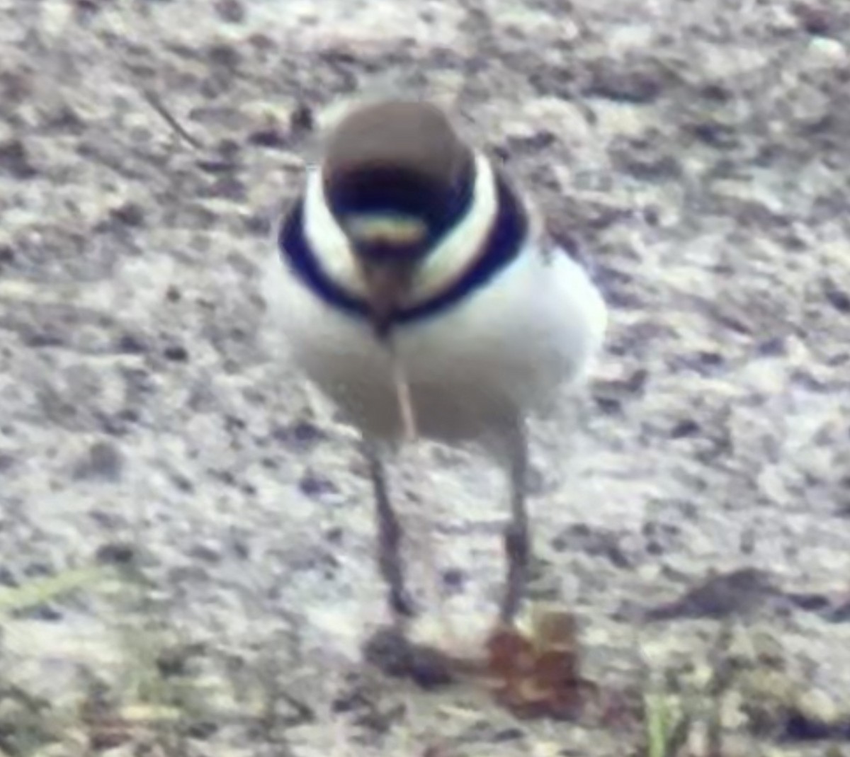 Semipalmated Plover - ML619044551