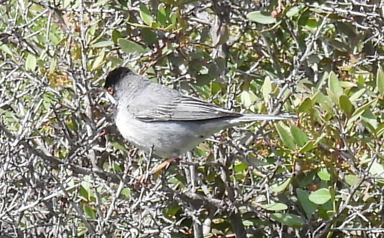 Rüppell's Warbler - Jeffrey Blalock