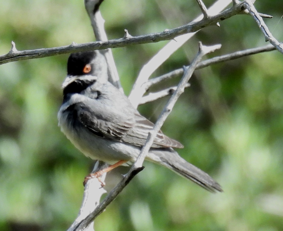 Rüppell's Warbler - ML619044554