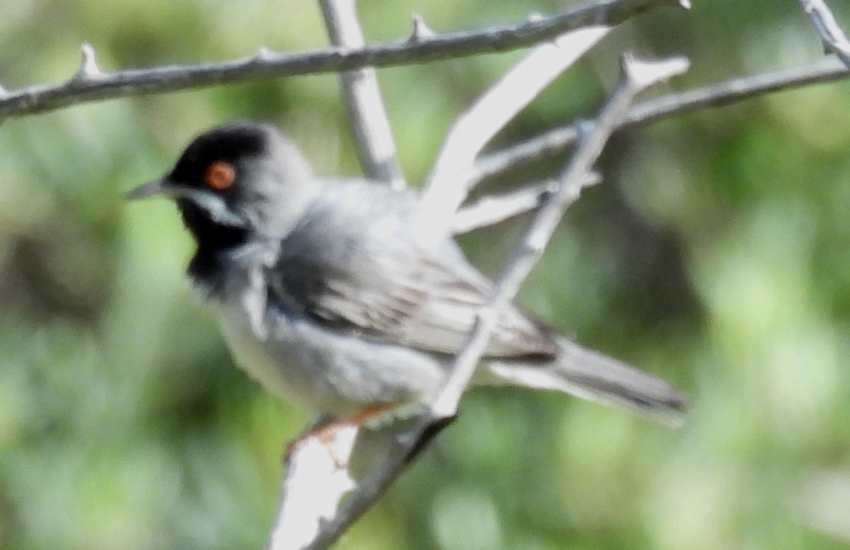 Rüppell's Warbler - Jeffrey Blalock