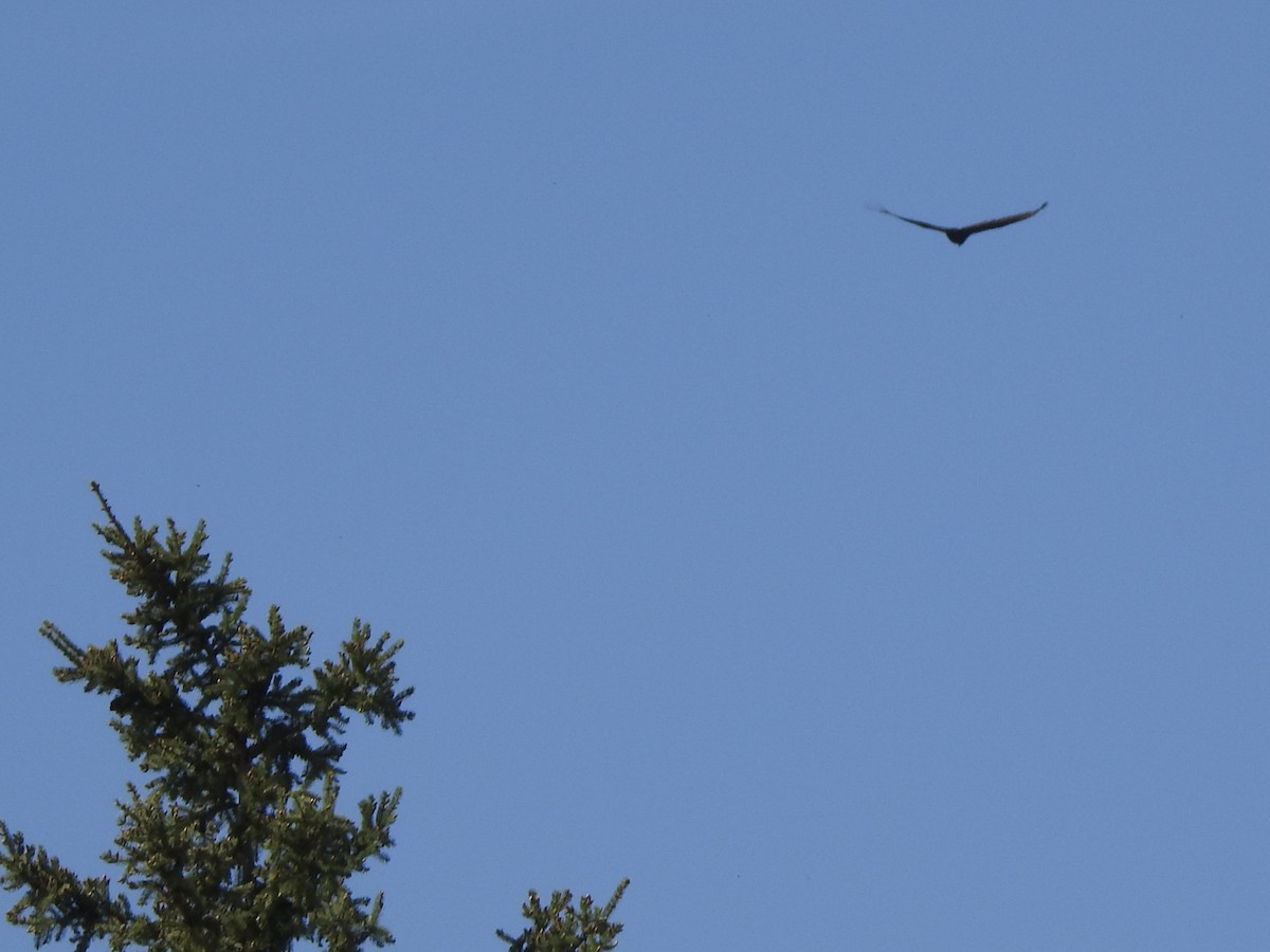 Turkey Vulture - ML619044558