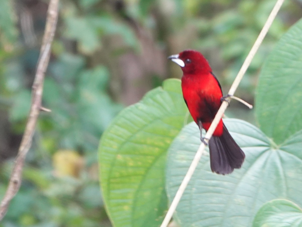 Crimson-backed Tanager - Billie Knight