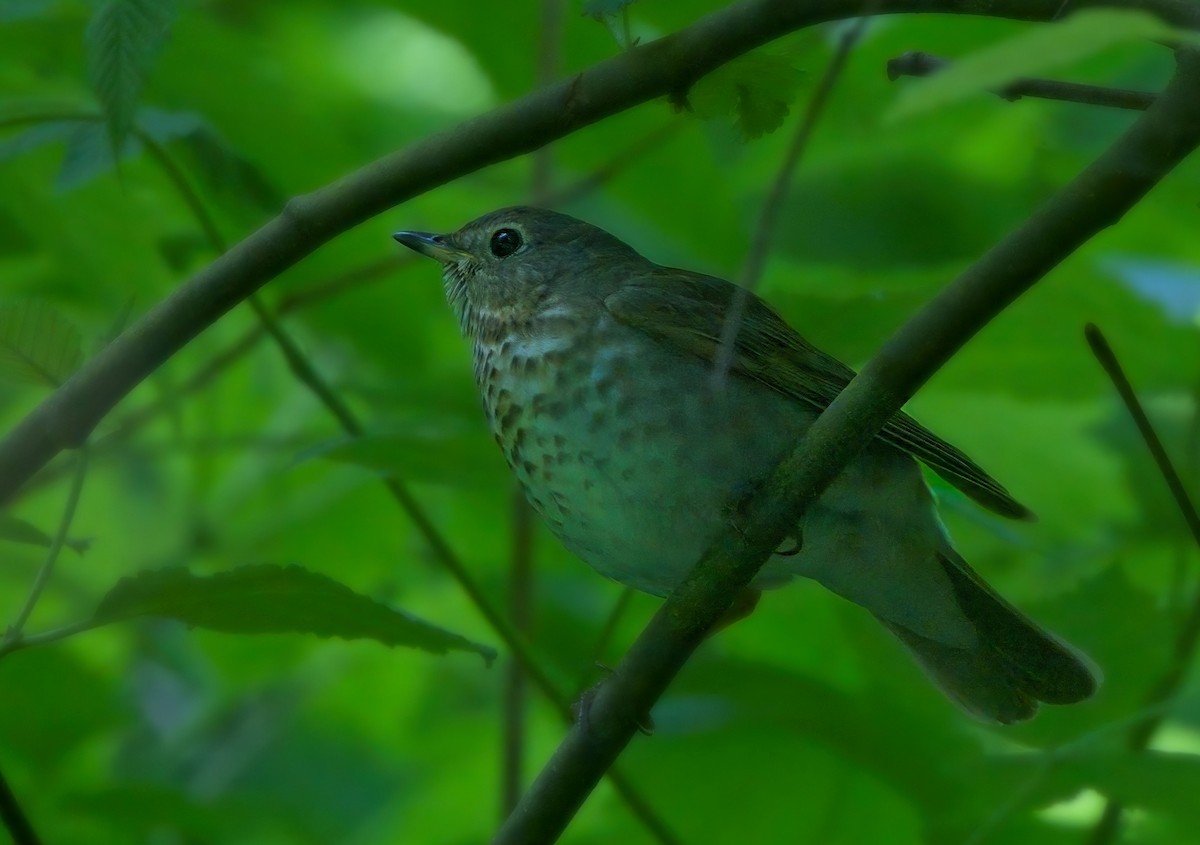 Swainson's Thrush - Blair Bernson