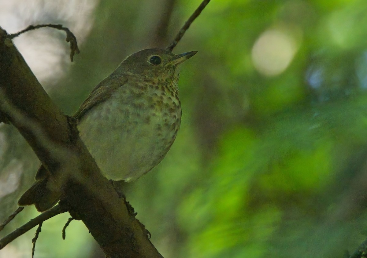 Swainson's Thrush - Blair Bernson