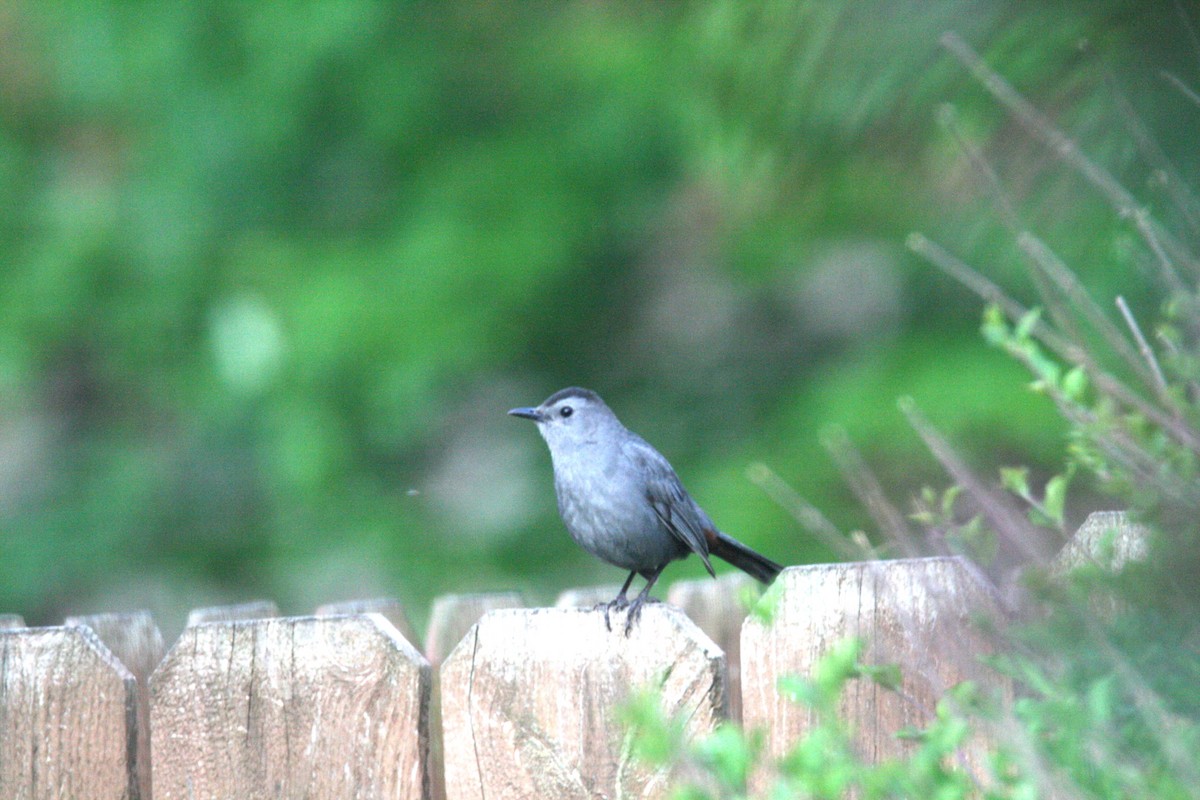 Gray Catbird - Kathleen A Czukiewski