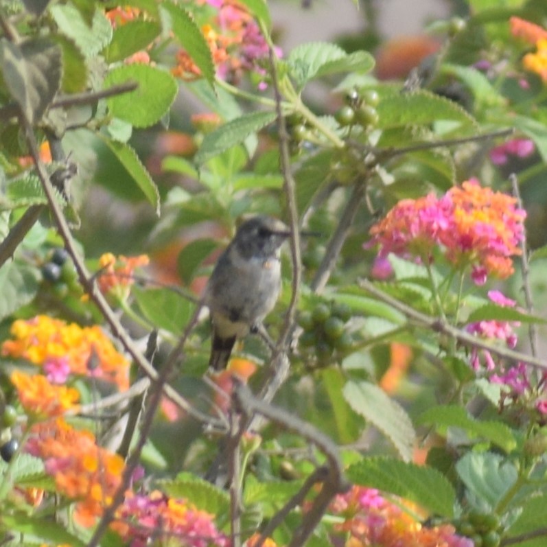 Peruvian Sheartail - Monica Paredes Mejia