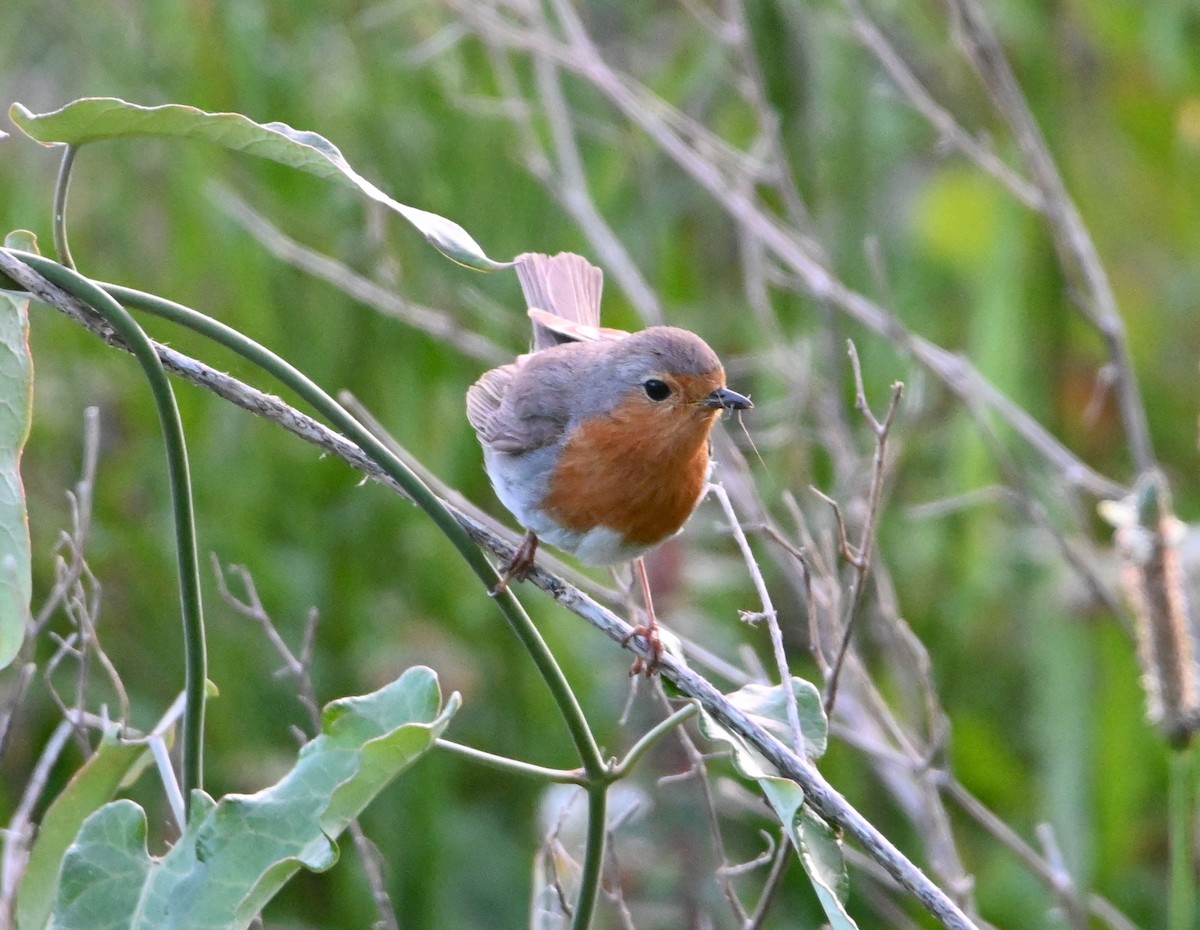 European Robin - ML619044582