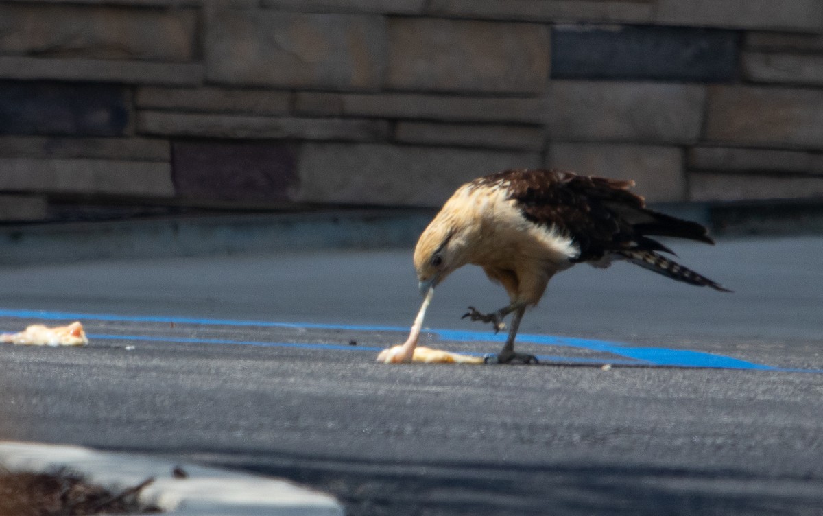 Yellow-headed Caracara - Manuel Duran