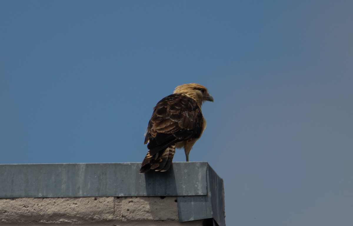 Yellow-headed Caracara - Manuel Duran