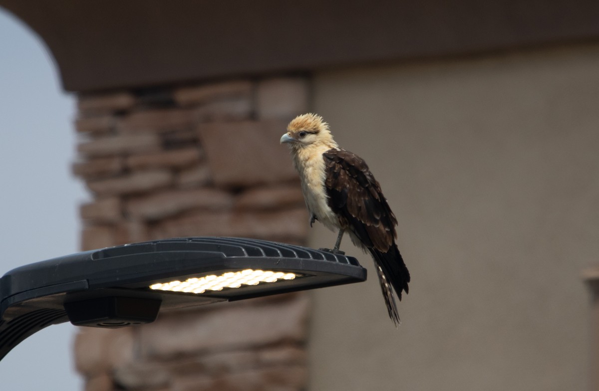 Yellow-headed Caracara - Manuel Duran