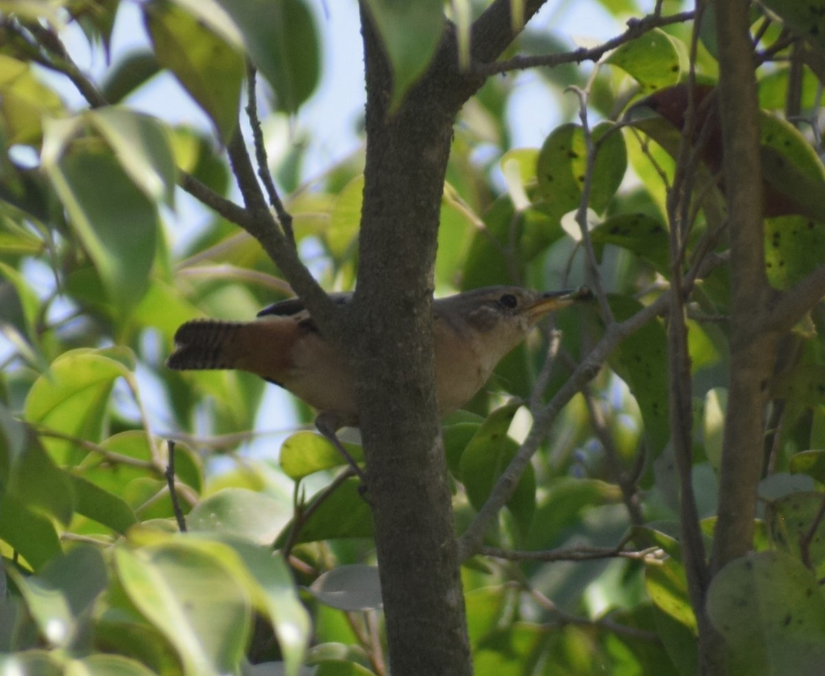 House Wren (Southern) - Monica Paredes Mejia