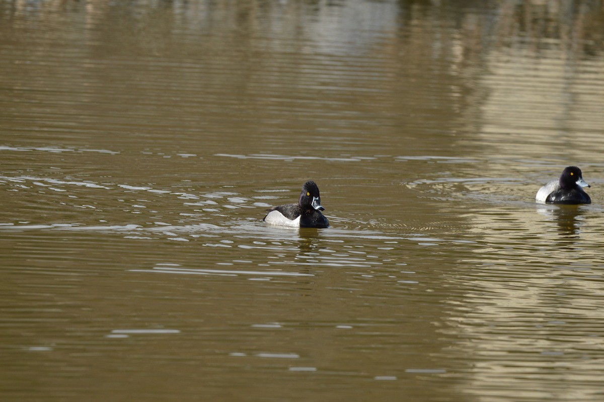 Ring-necked Duck - James Logan