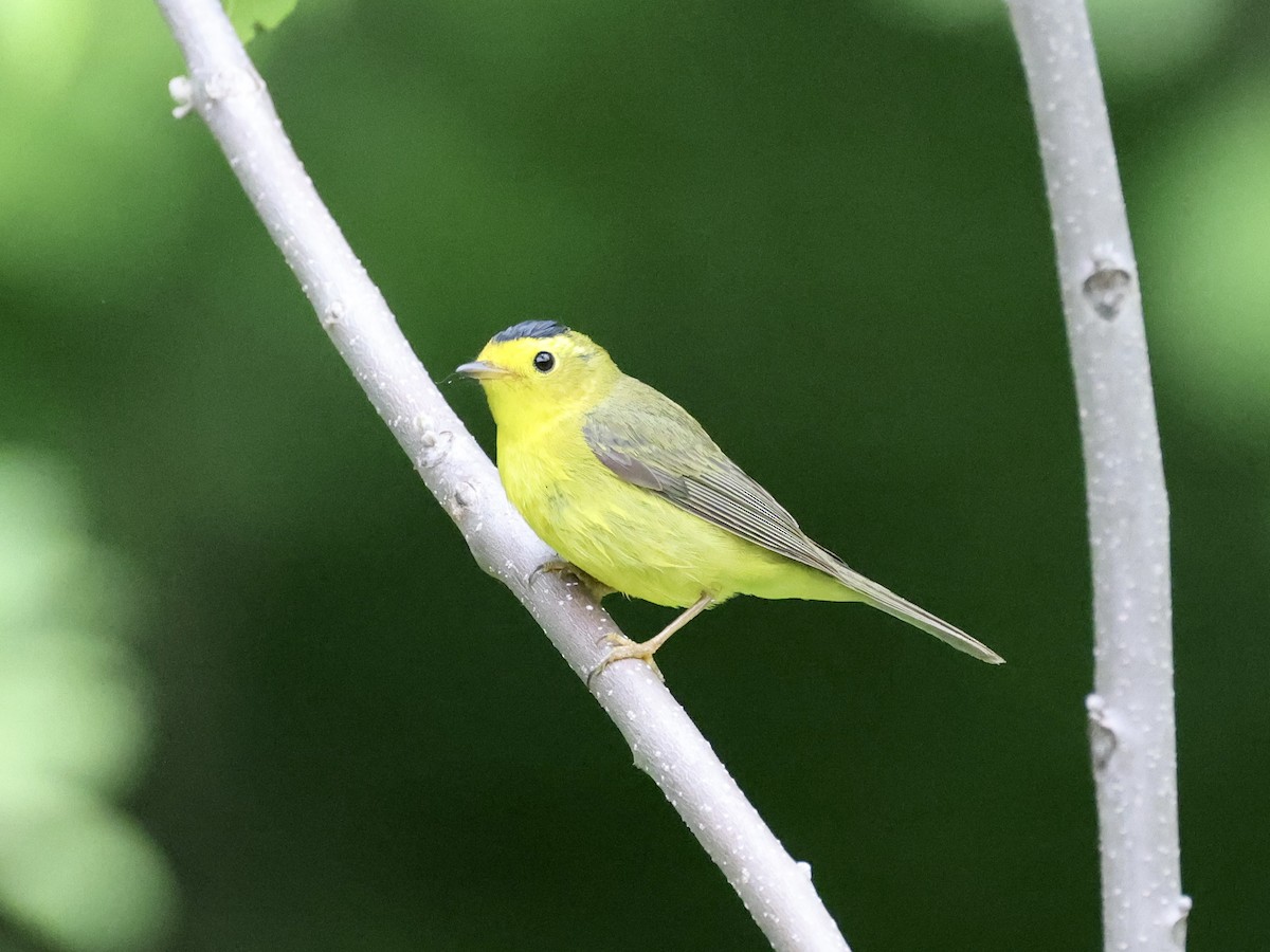 Wilson's Warbler - ML619044671