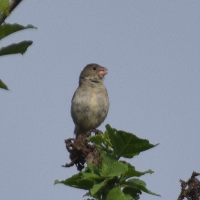 Drab Seedeater - Monica Paredes Mejia