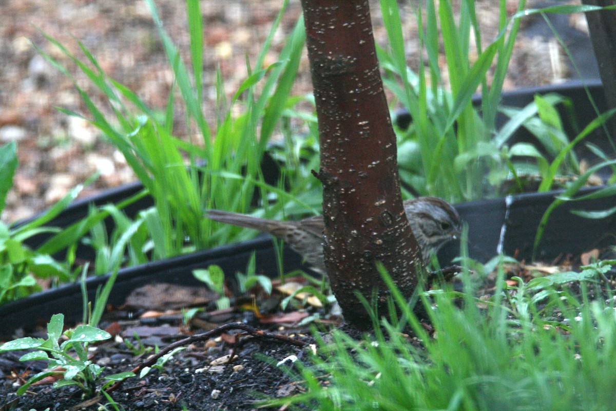 Lincoln's Sparrow - ML619044683