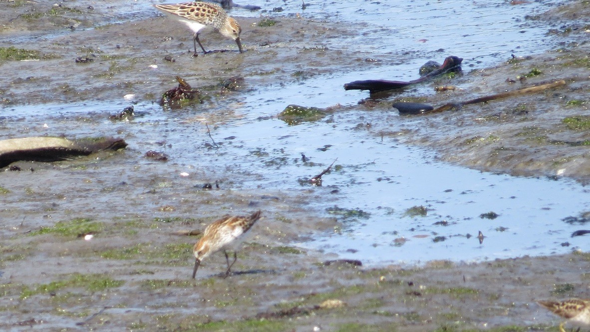 Western Sandpiper - Diane Weismiller