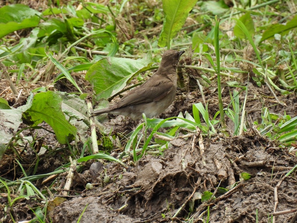 Black-billed Thrush - JOSE LEONIDAS AREVALO DIAZ