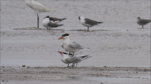 Royal Tern - ML619044709