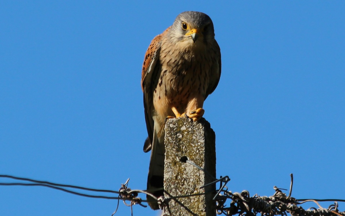 Eurasian Kestrel - ML619044733